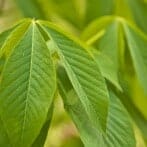 Close-up of green leafs