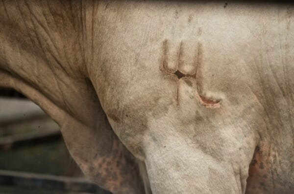 Branding on bull