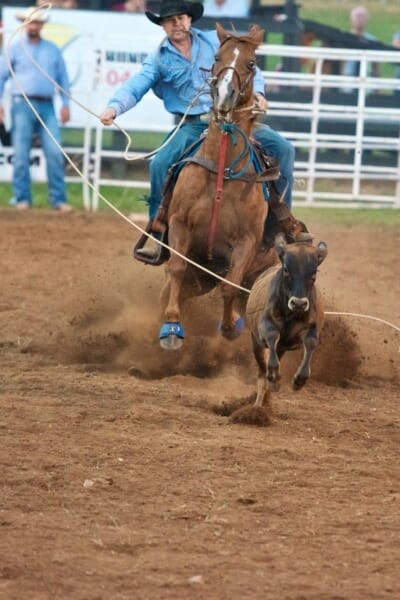Cowboy trying to catch calf