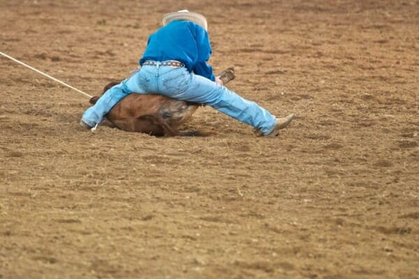 Cowboy tying up calf
