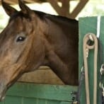 Portrait of horse in stable