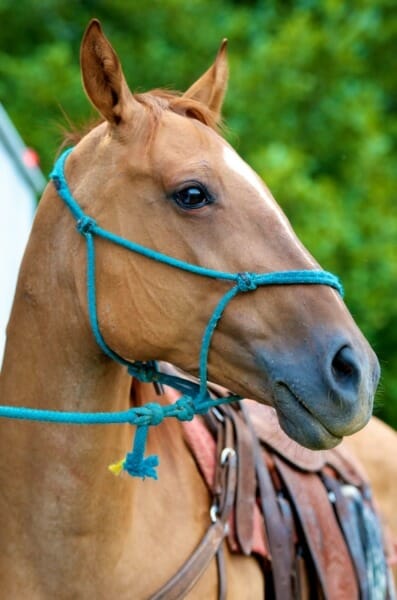 Profile of horse head