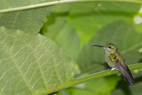 Colibri sitting on leaf