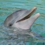 Dolphin at Blue Lagoon Island